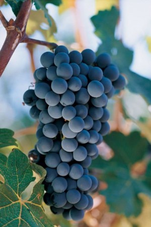 Scurtă istorie: Industria de vin argentiniană