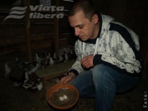 O crescătorie de porumbei, prădată de hoţi