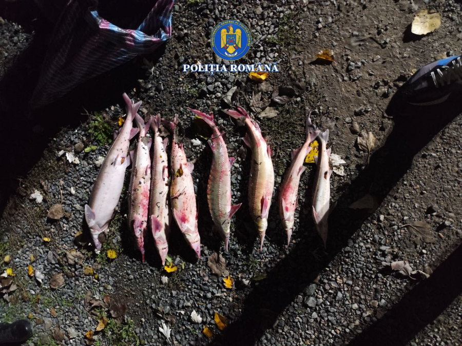 Sub control judiciar pentru că au pescuit cegă din Dunăre