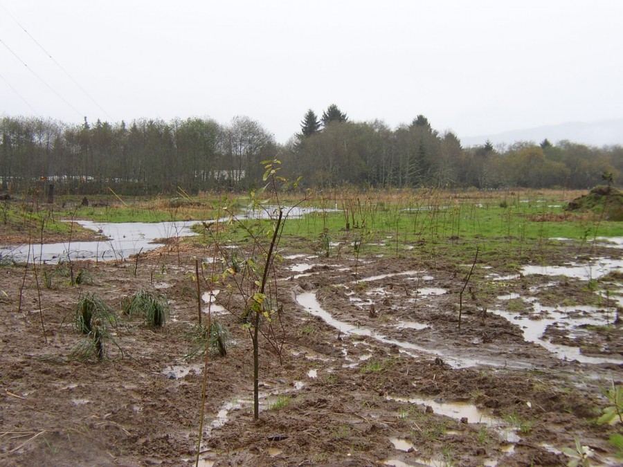 Vreme bună pentru agricultură, până săptămâna viitoare 