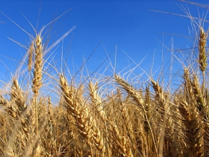 Miliardarii din industria alimentară şi energetică și-au sporit considerabil averile în perioada pandemiei