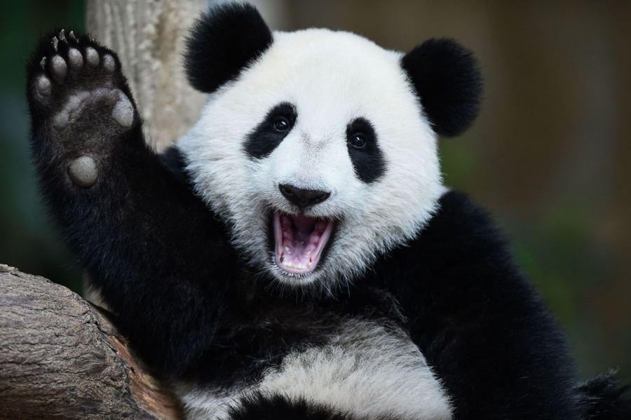 Tehnologia inteligentă ajută la salvarea urşilor panda giganţi