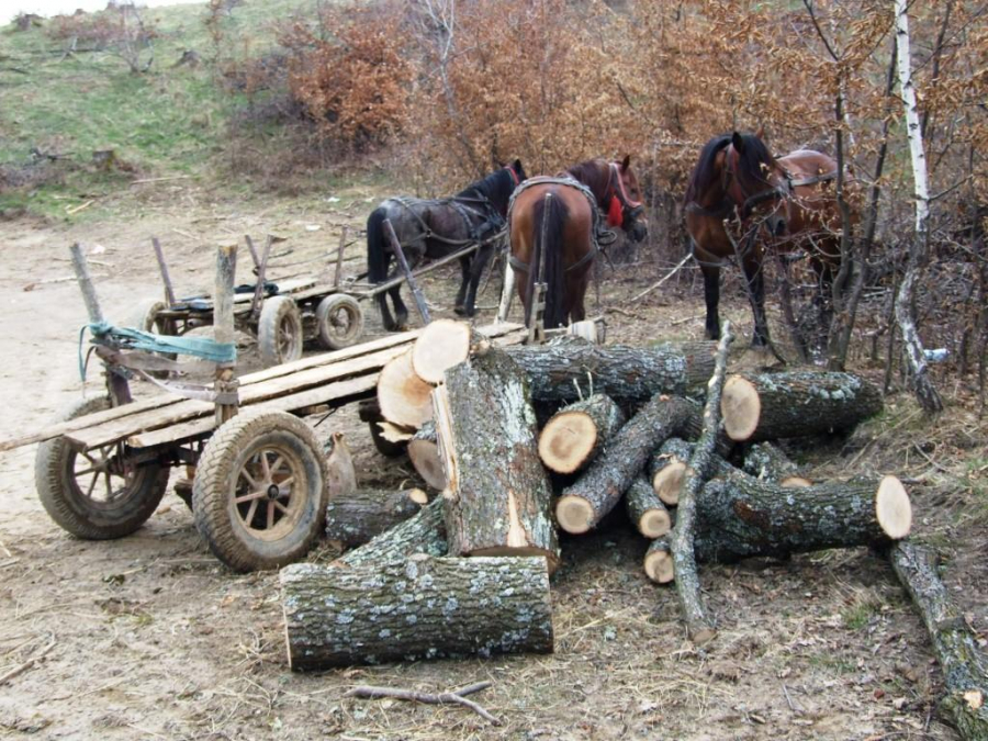 În toiul iernii, plouă cu furturi de lemne