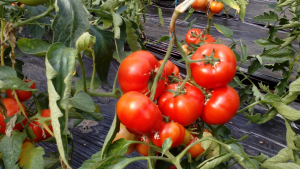 Programul ”Tomata”, atrăgător pentru fermieri