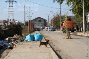 Copac crescut în mijlocul străzii