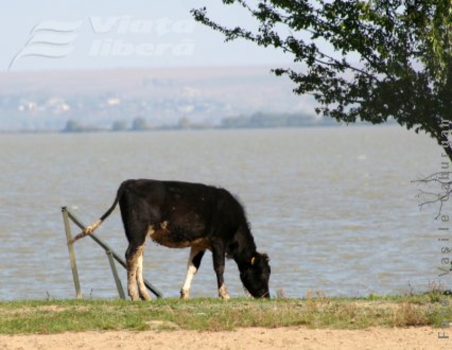 Brateşul, de la speranţă la agonie (3)