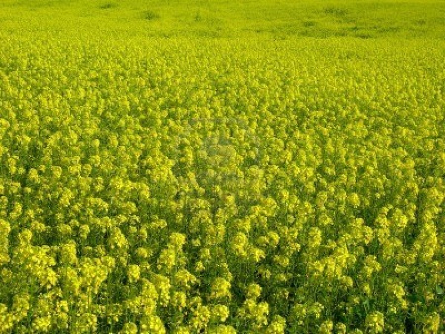 Rapiţa nu intră la impozitarea pe norma de venit agricol