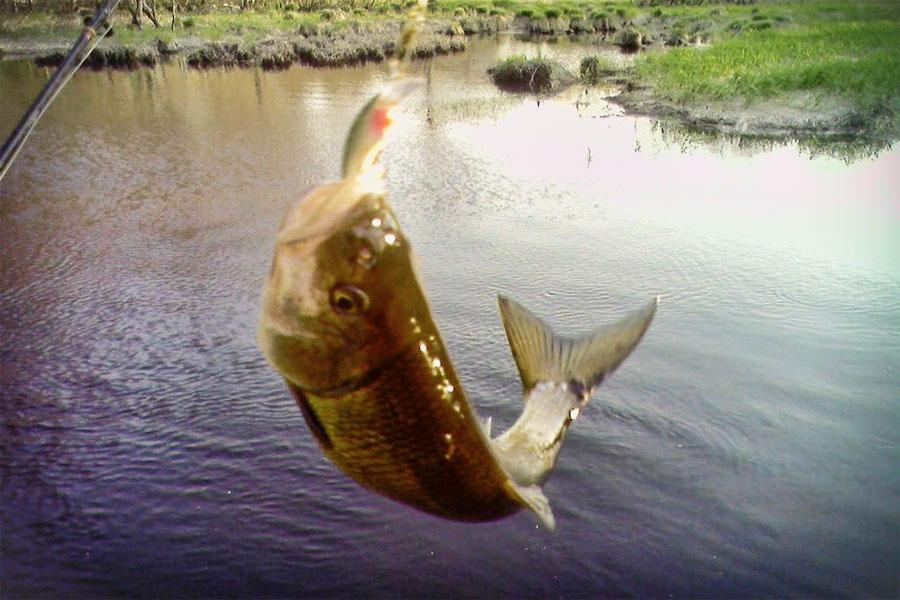 Două luni de prohibiție pentru pescari