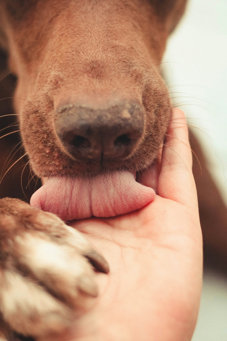 Cum descurajăm câinele să ne lingă. Şcoala iubitorilor de animale
