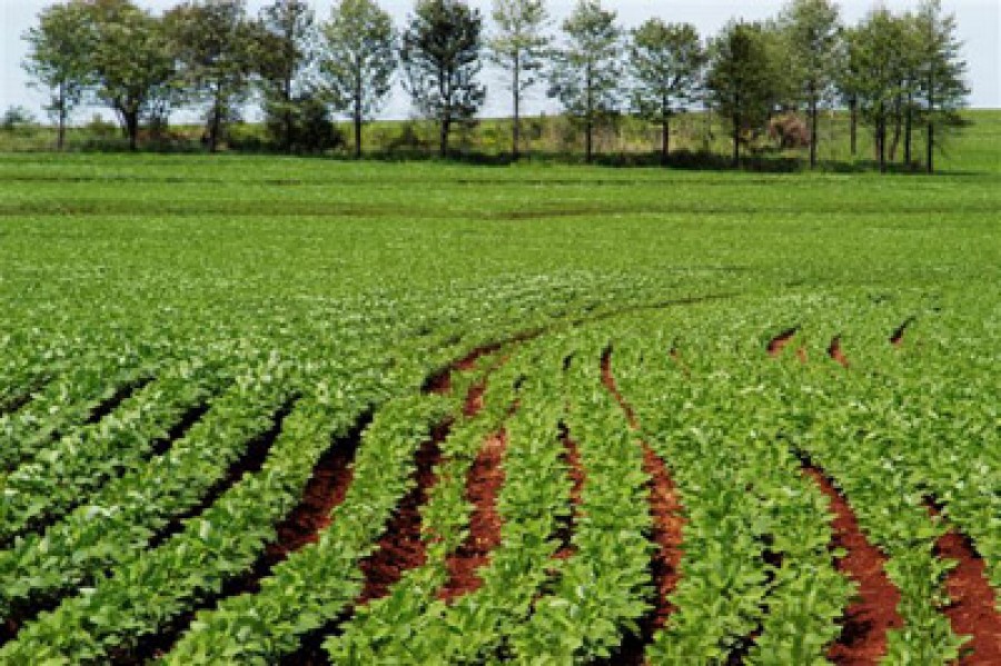 Reprezentare pentru fermieri - Alegeri pentru o nouă moaşă la buricul agriculturii