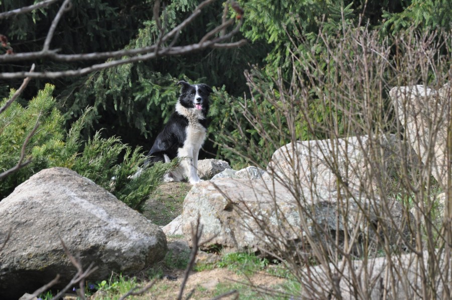 Paznicii de la Botanică, transformaţi în sperietori de câini/ Aproape 30 de maidanezi mişună prin Grădină