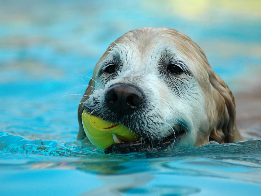 De ce unii câini se tem de apă