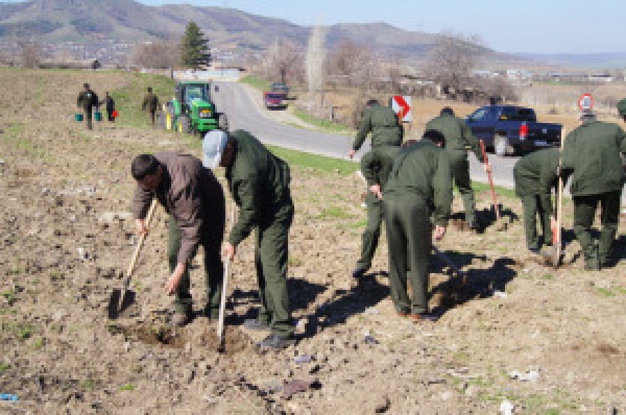 TULCEA: Circa 12 milioane de lei pentru împăduriri în tot judeţul 