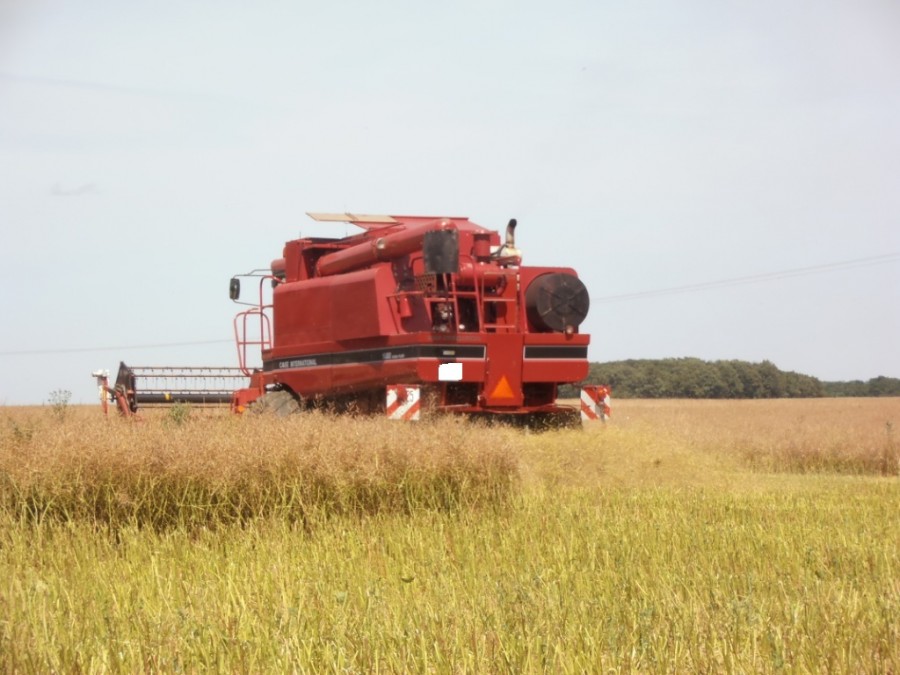 Producţia de rapită este net superioară anilor trecuţi