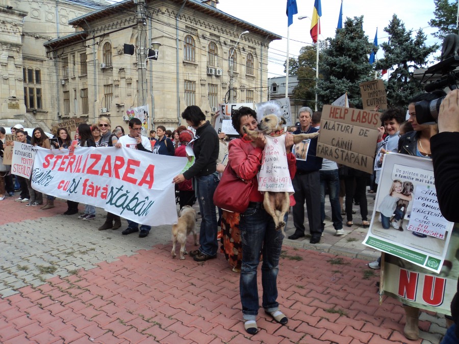 "Ajutaţi-l pe Lăbuş" iese în stradă. Manifestaţie contra eutanasierii câinilor