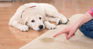 Ce amenzi riscă posesorii de câini şi pentru ce (II)