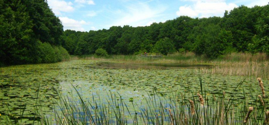 ”Lacul codrilor albastru”, în buruieni şi gunoaie