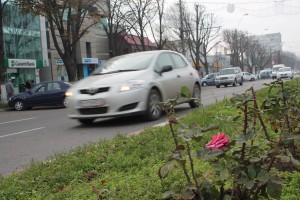 În toamna aceasta, Gospodărire Urbană a plantat în Galaţi 17.000 de trandafiri
