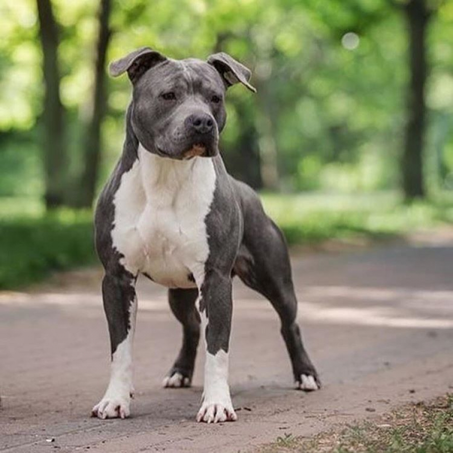 Pericol public pe străzi. Un câine Amstaff a fost scăpat prin I.C. Frimu (VIDEO)