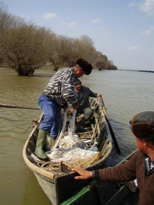Declin al pescuitului pe Dunăre şi Prut