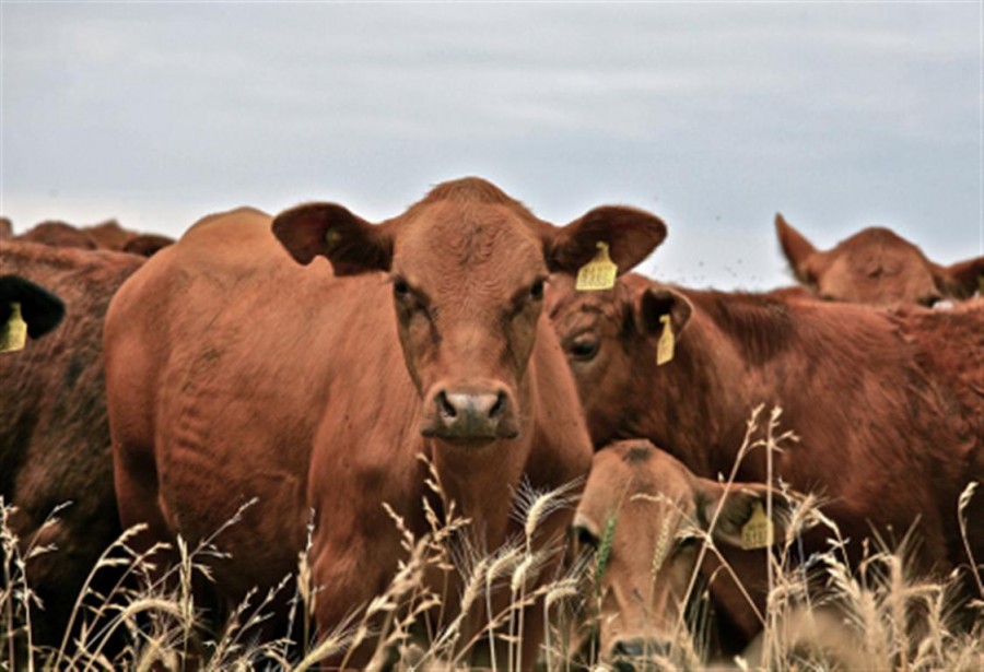 Câte animale, păsări şi albine creştem