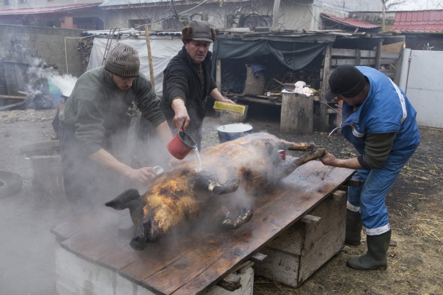 Mii de porci visează cuţitul, zilele astea