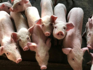 Focare de pestă porcină africană, confirmate în municipiul Galați
