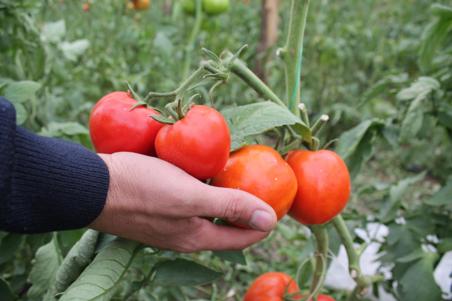 Ziua produselor româneşti, în Piaţa Centrală