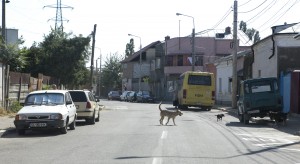 Lângă autogară, în aşteptarea civilizaţiei. Speranţe printre ruine şi străzi desfundate (FOTO)