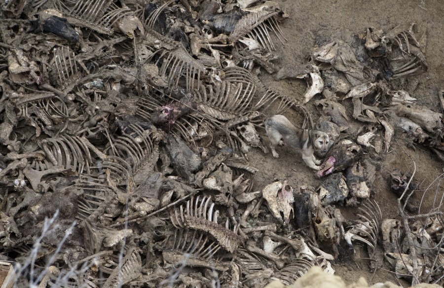 GALERIE FOTO&VIDEO / Bombă biologică lângă Galaţi. Iată unde aruncă resturile de cadavre mafia cărnii de cal!