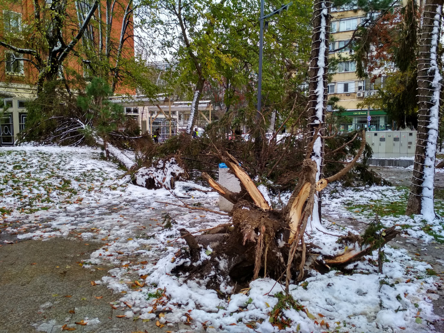 Betonul nu ține copacii în picioare. Iernii nu-i pasă de regenerarea urbană (FOTO)