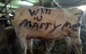 „Marea întrebare”, scrisă pe o vacă: Cele mai neinspirate cereri în căsătorie