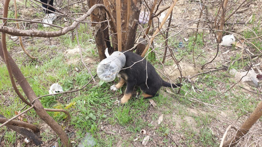 Câine comunitar SALVAT de voluntarii unei acţiuni de ecologizare