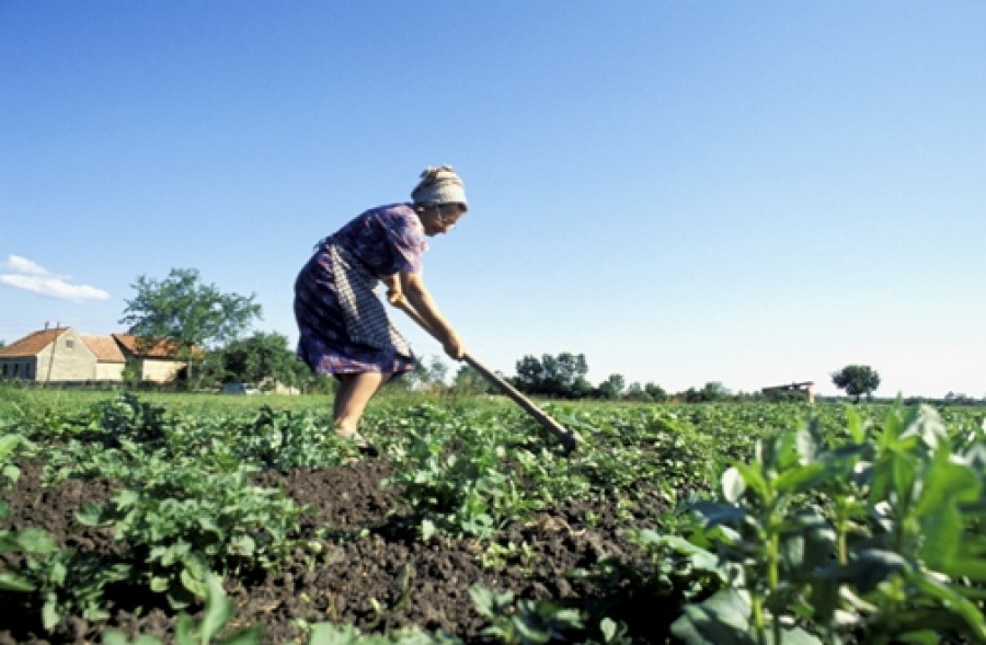 Fermieri gălăţeni subvenţionaţi pentru agricultură tradiţională