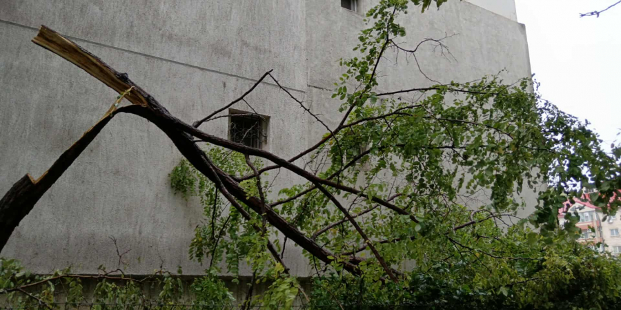 Copac rupt lângă un bloc din zona Pieţei