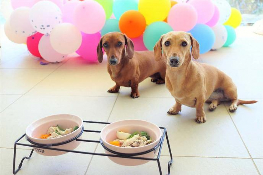 Câinii și pisicile nu trebuie hrăniți de la masa de sărbătoare