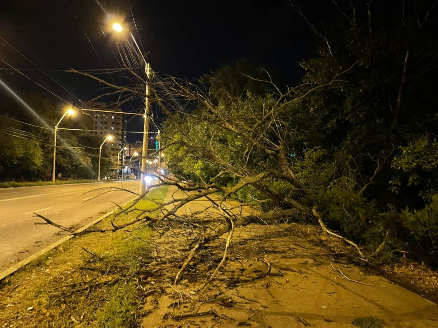 Arbori doborâți de vânt la Galați