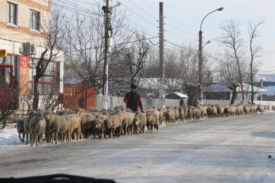 Cereţi de la APIA banii pe cap de animal! 