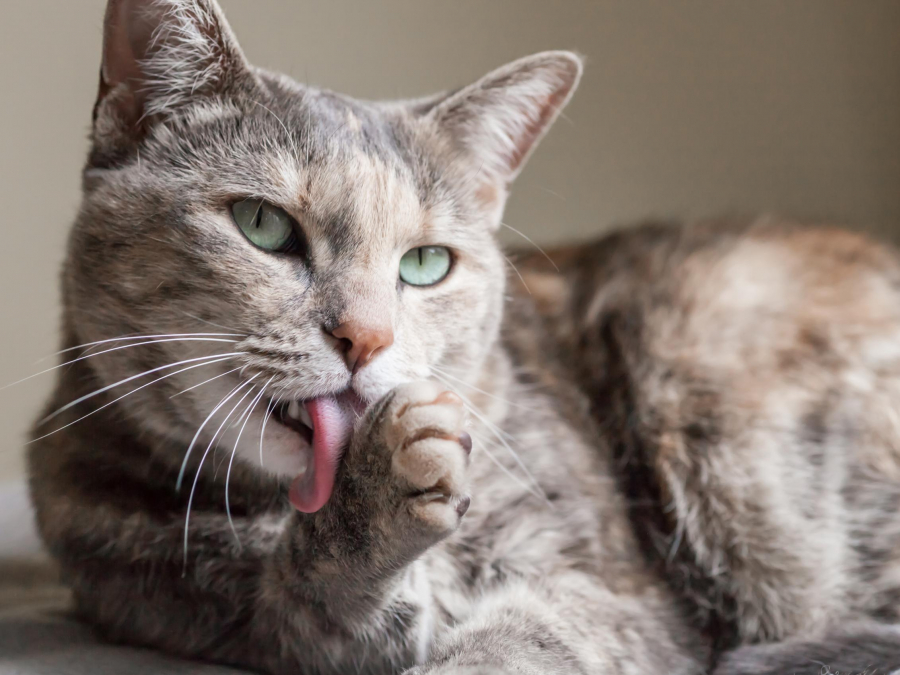 ȘCOALA IUBITORILOR DE ANIMALE | Cum ajutaţi pisica să elimine ghemele de păr