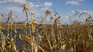 Fermele din lunca Brateşului de Nord, grav afectate de inundații. Un dig de protecție s-a rupt