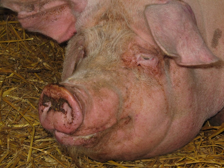 RĂZBUNAREA PORCULUI / Un gălăţean a fost muşcat de faţă de porcul pe care dorea să-l taie
