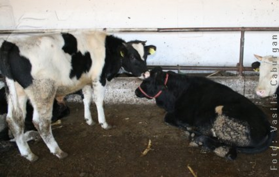 Crescătorii de animale, la ei acasă