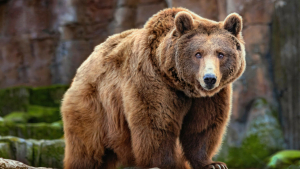 Turistă atacată de urs, în zona Barajului Vidraru