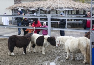 6.000 de gălăţeni au vizitat expoziţia de ponei şi cai de rasă