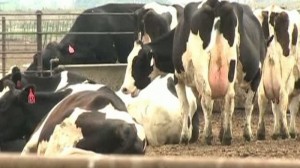 Cum au ajuns fermierii din Statele Unite să hrănească vacile cu dulciuri