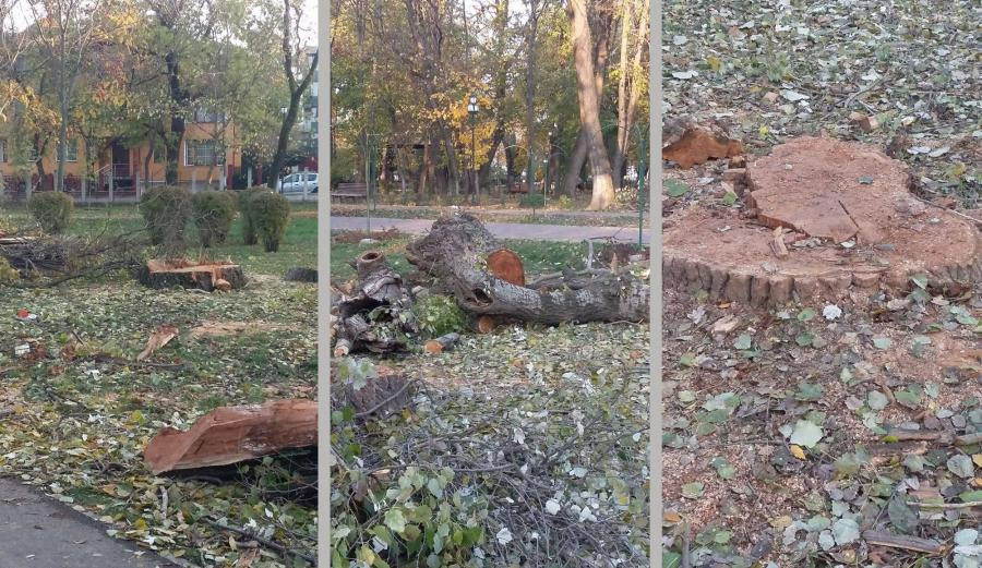 În Galaţi, se TAIE mai mulţi ARBORI decât se PLANTEAZĂ