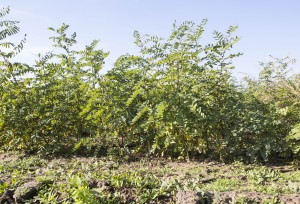 Se vor planta 90.000 de puieţi: Salcâmi pentru întărirea malurilor