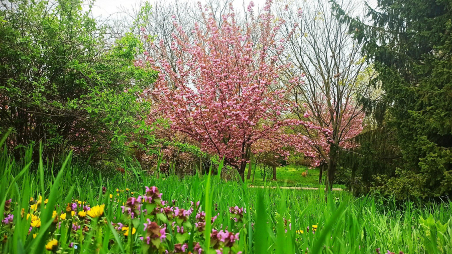 Cireși japonezi înfloriți în inima Galațiului (FOTO și VIDEO)