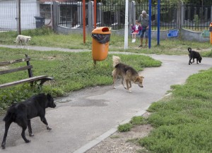 Micro 39B - &quot;civilizaţia&quot; dintre GARAJE. Cartierul stăpânit de CÂINI, mizerie şi nepăsare (FOTO)