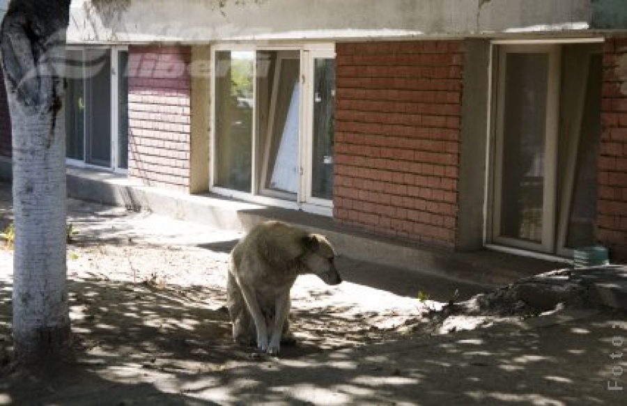 Pe locuri, fiţi gata, start la proba de siguranţă!